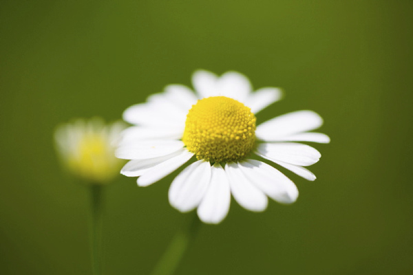 Schmuckfoto, Gänseblümchen, Michele Hanisch, KIT